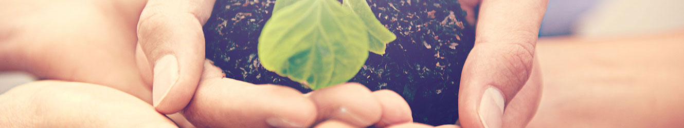 Group of hands in soil planting a tree.