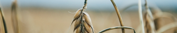 Close-up of wheat in a field.