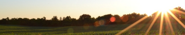 Sunlight shining on a field.