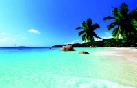 Beach setting with palm trees on the sand.