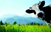 Cow looking into the camera in the middle of a field.