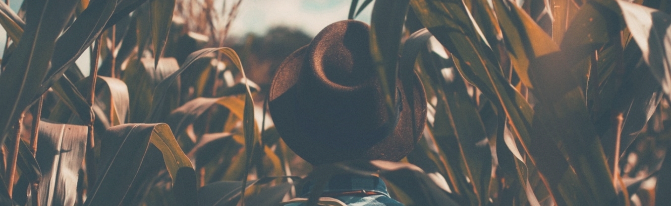 Man standing in corn field.